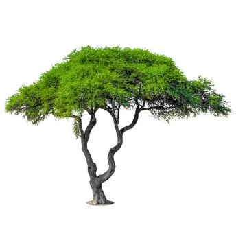 Green isolated tree on white background Stock Photos
