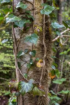Green ivy along the tree trunk in the forest 库存照片