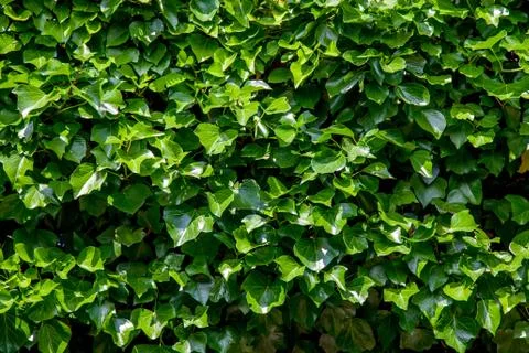 Green ivy background Stock Photos