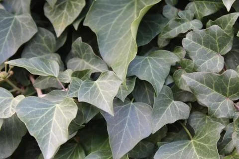 Green ivy background Stock Photos