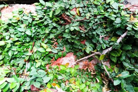Green ivy background Stock Photos