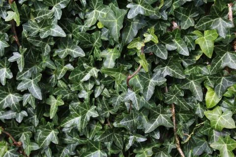 Green ivy background Stock Photos