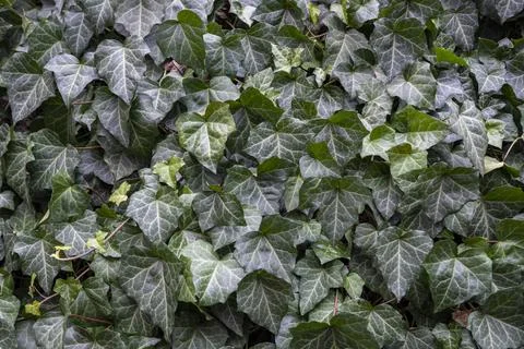 Green Ivy Background Stock Photos