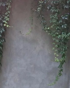 Green ivy branches hanging down on dark concrete wall background Stock Photos