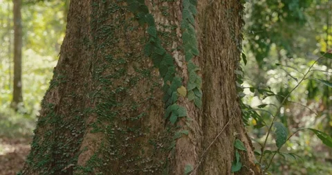 Green ivy climbing on old tree trunk in forest Video stock 332322335