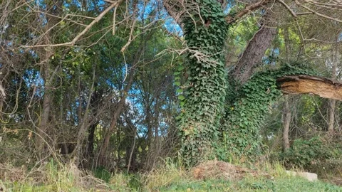 Green ivy climbing tree trunks in wild forest on sunny day Stock Footage 319985249