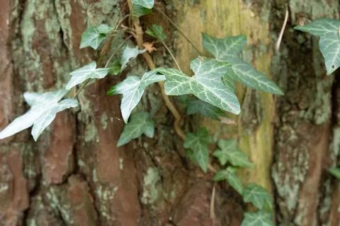 Green ivy climbs rough, textured tree bark Stock Photos