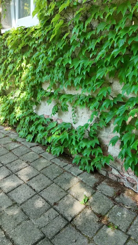 Green ivy climbs a stone wall next to a paved pathway and a green door Stock Footage 340635089