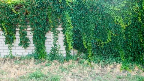 Green ivy covered wall as background image Stock Photos