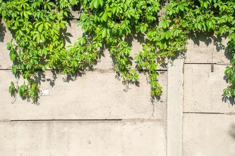 Green ivy covered wall as background image Stock Photos