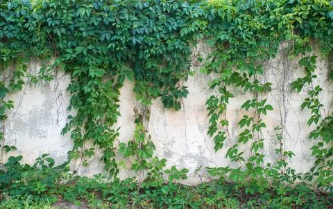 Green ivy covered wall as background image Stock Photos