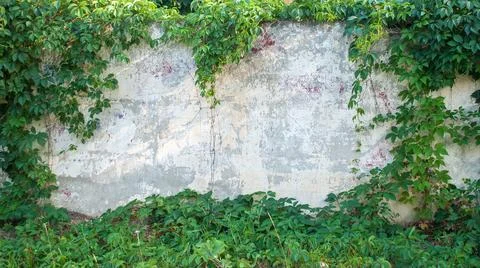 Green ivy covered wall as background image Stock Photos