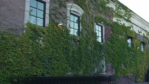Green ivy covers stone building facade around tall windows Stock Footage 342219124