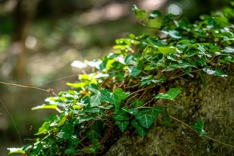 Green ivy in dappled light. Stock Photos