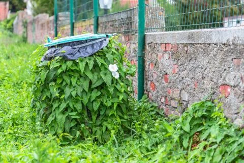 Green ivy fully wrapped in the bin. Nature wins over everything. Survival con Stock Photos