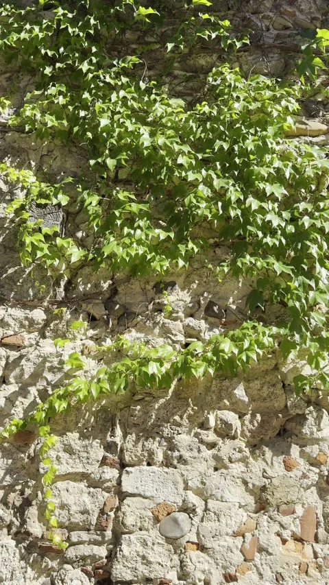 Green Ivy Growing on Ancient Limestone Wall with Red Brick Vertical Stock Footage 340188111