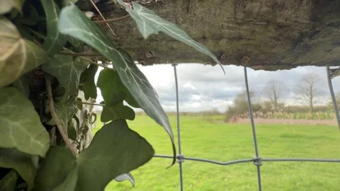 Green ivy growing on timber post 4K Stock Footage 331539807