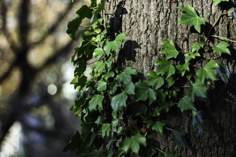 Green ivy growing on tree bark in park Stock Photos