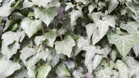 Green ivy growing on a wall, close up Stock Footage 245917068