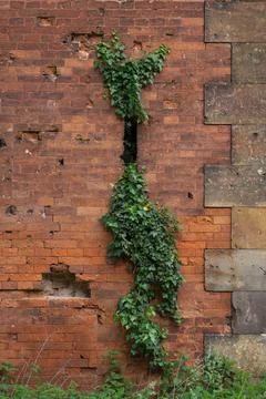 Green ivy grows vertically on weathered red brick fortress wall in summer Stock Photos