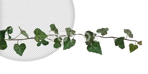 Green ivy horizontal on transparent background Modello PSD