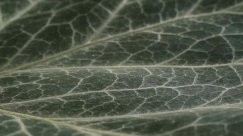 Green ivy leaf - Hedera helix. Detailed structure of plant. Macro shot. Montage Stock Footage 293928746
