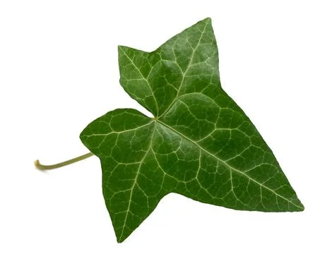 Green Ivy leaf Stock Photos
