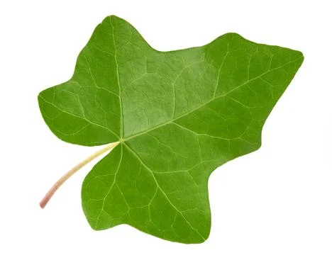 Green Ivy leaf Stock Photos