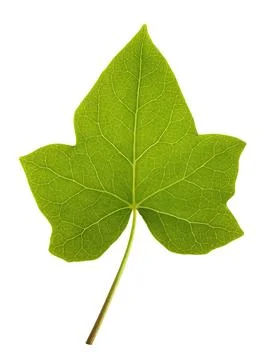 Green Ivy leaf Stock Photos