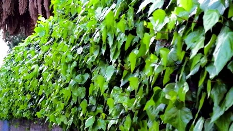 Green ivy leaf texture wall in the garden for background and copy space Stock Footage 311246299
