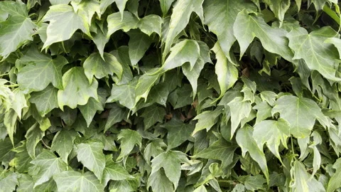Green Ivy leafs - close up Stock Footage 252839398