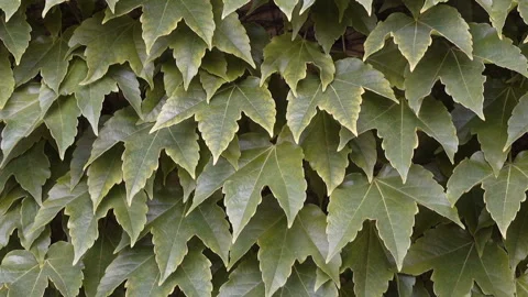 Green ivy leaves as a background Stock Footage 140048610