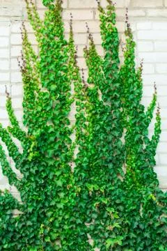 Green ivy leaves on a brick wall. Green natural background from ivy leaves. Stock-Fotos