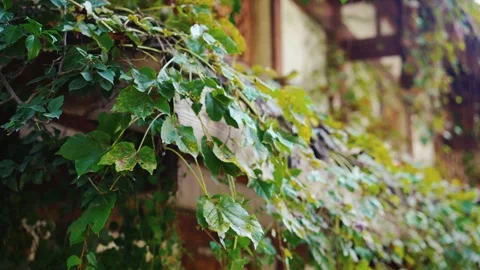Green Ivy Leaves Draping Over Wooden Eaves of a Rustic House Exterior Stock Footage 342017212