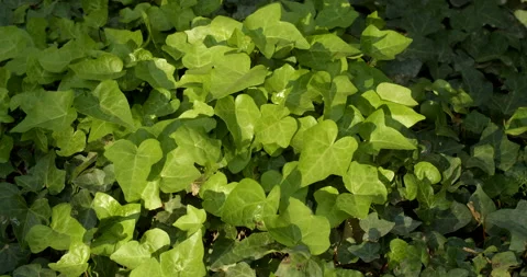 Green ivy leaves with sun light Stock-Footage 192271753