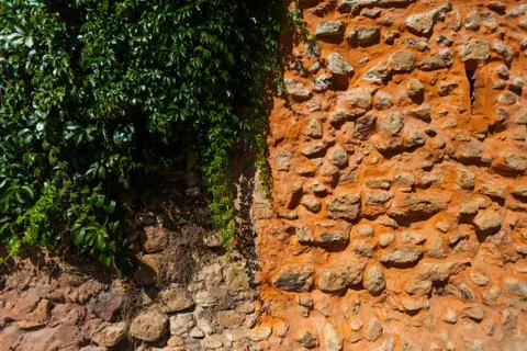 Green ivy on a orange stone wall Stock Photos
