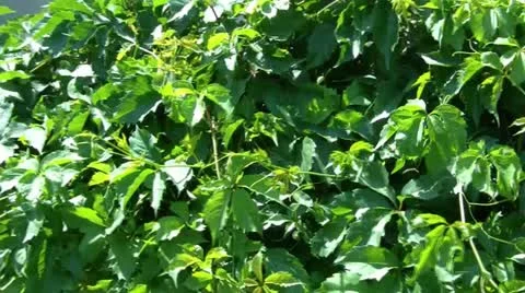 Green Ivy Pan 스톡 동영상 12586119