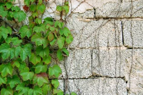 Green ivy Stock Photos