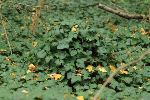 Green ivy Stock Photos