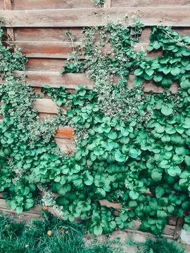Green ivy Stock Photos