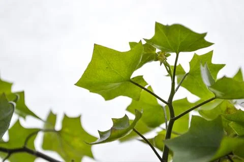 Green ivy Stock Photos
