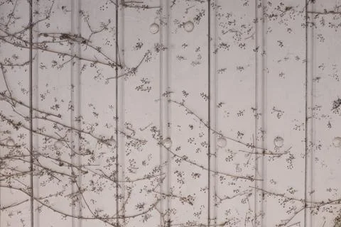 Green ivy plant Hedera helix  in rustic wooden surface Stock Photos