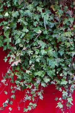 Green ivy on red wall Stock Photos