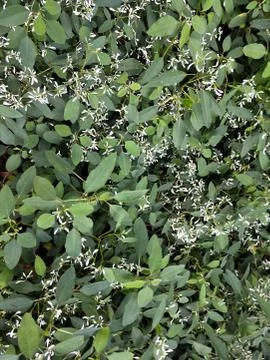 Green ivy spring background Stock Photos