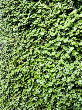 Green ivy spring background Stock Photos
