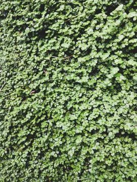 Green ivy spring background Stock Photos