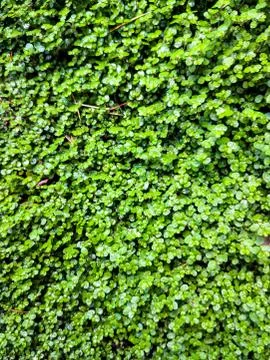 Green ivy spring background Stock Photos