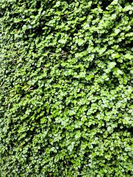Green ivy spring background Stock Photos