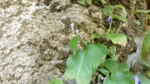 Green Ivy on Stone Wall Stock Footage 330587114