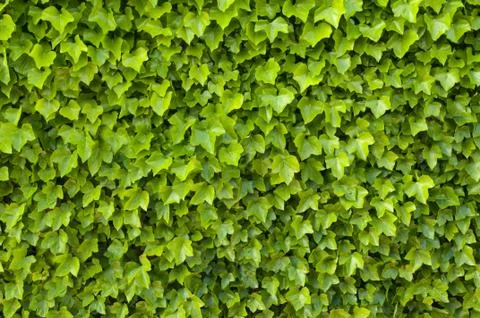 Green ivy texture Stock Photos
